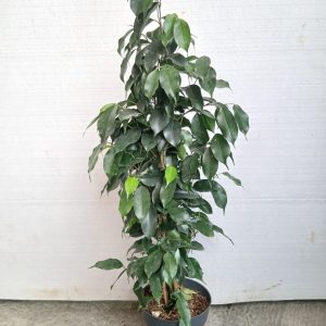 Ficus benjamina