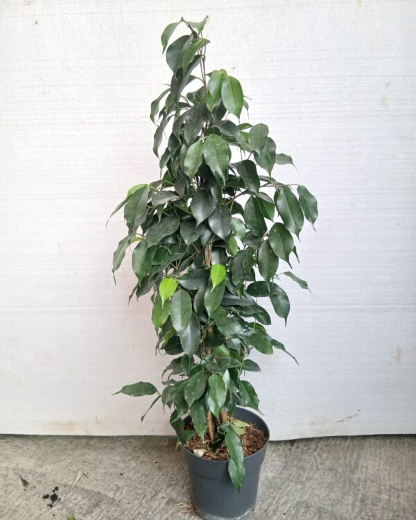 Ficus benjamina