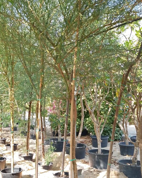Parkinsonia