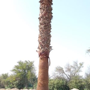 Washingtonia filifera