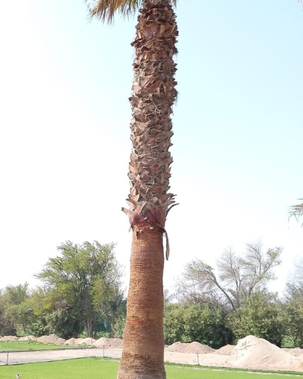 Washingtonia filifera