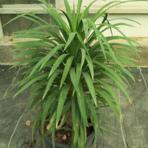 Dracaena cochinchinensis
