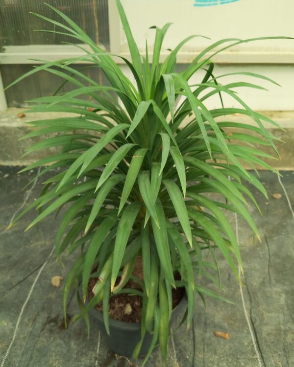 Dracaena
