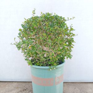 Ehretia Microphylla