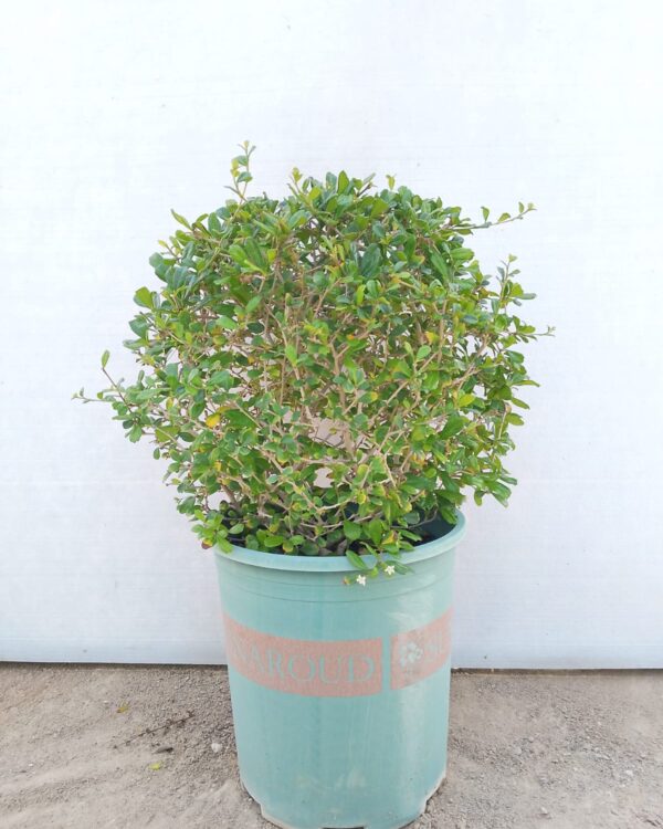 Ehretia Microphylla
