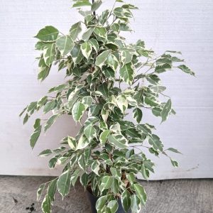 Ficus benjamina variegata