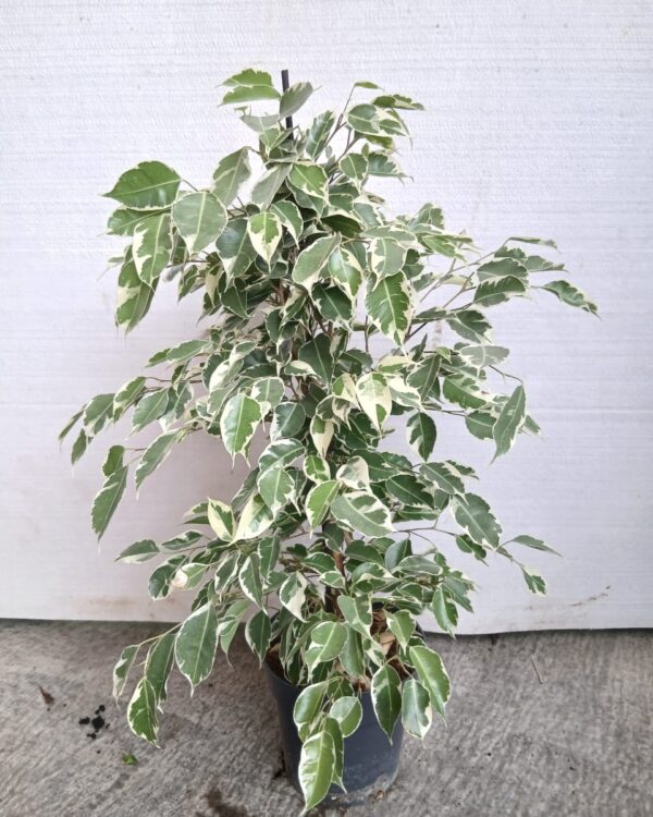 Ficus benjamina variegata