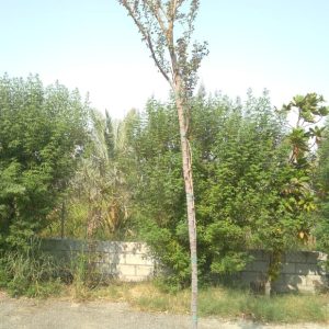 Pithecellobium dulce