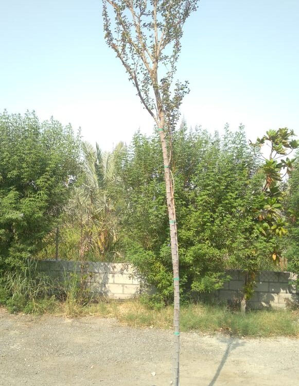 Pithecellobium dulce