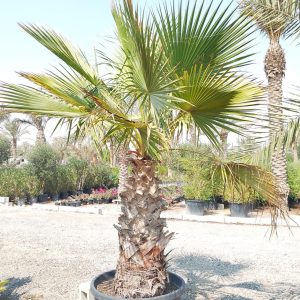 Washingtonia robusta