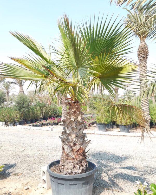 Washingtonia Robusta