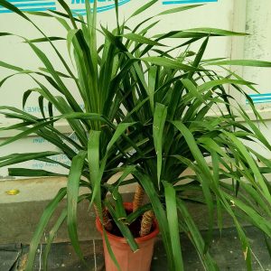 Dracaena draco