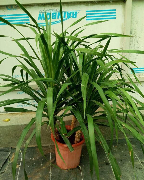 Dracaena draco