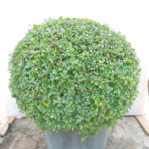Ehretia Microphylla