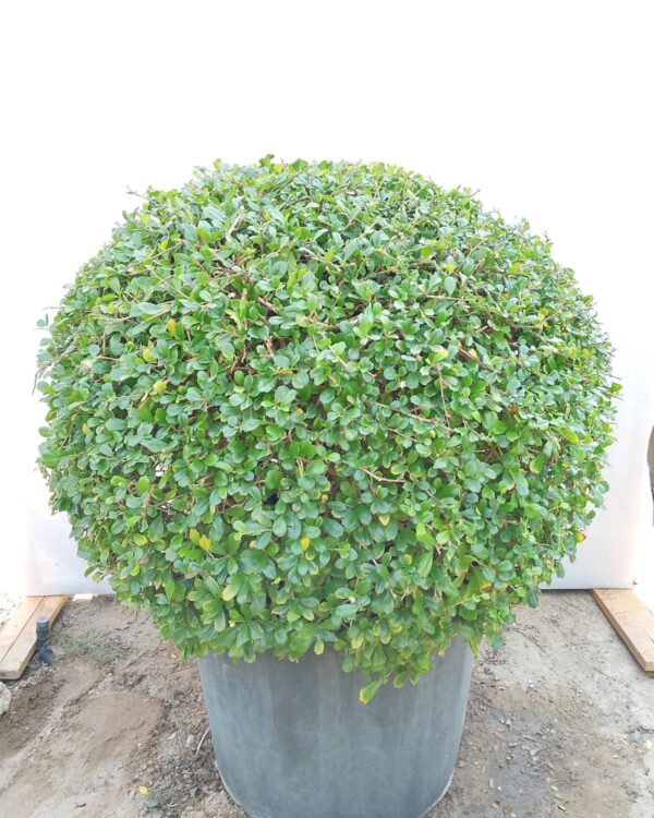 Ehretia Microphylla