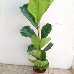 Ficus lyrata