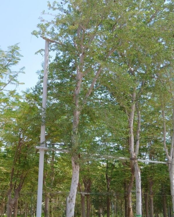 Pithecellobium dulce