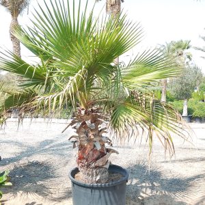 Washingtonia robusta