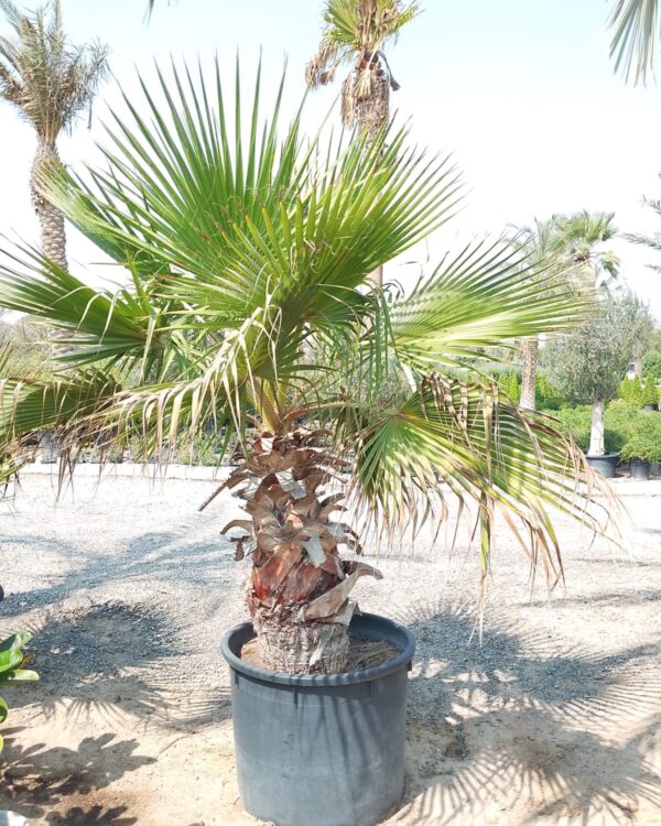 Washingtonia Robusta