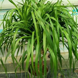 Dracaena draco (3pp)