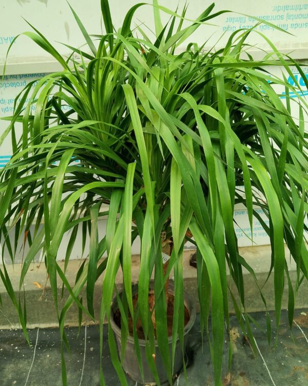 Dracaena draco (3pp)