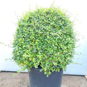 Ehretia Microphylla