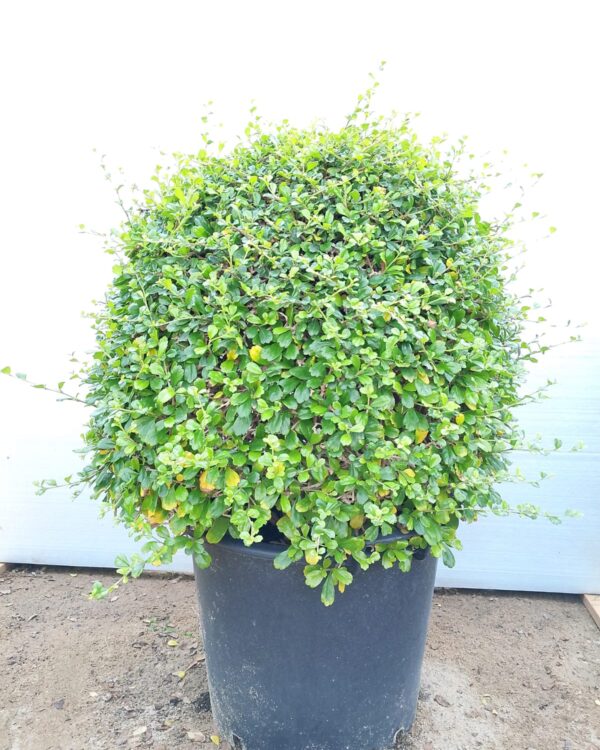 Ehretia Microphylla