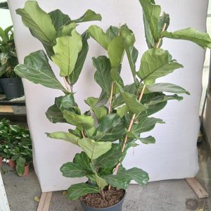 Ficus lyrata