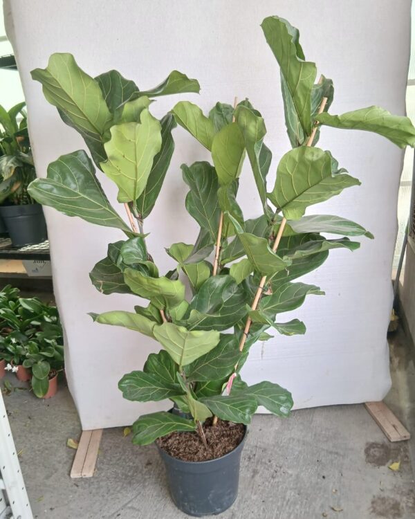 Ficus lyrata