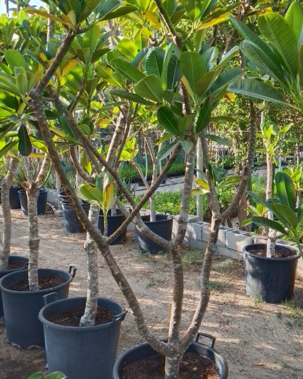 Plumeria obtusa