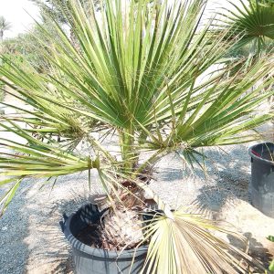 Washingtonia robusta