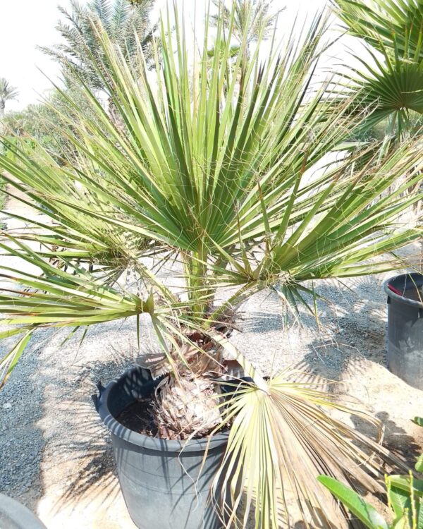 Washingtonia Robusta