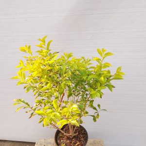Duranta erecta