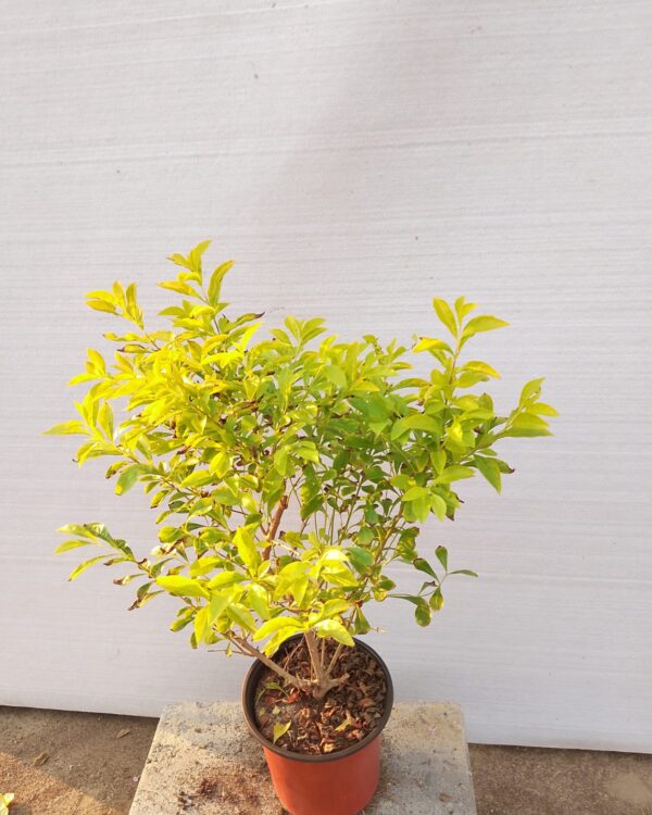 Duranta erecta
