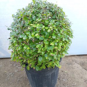 Ehretia Microphylla