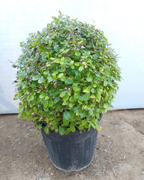 Ehretia Microphylla