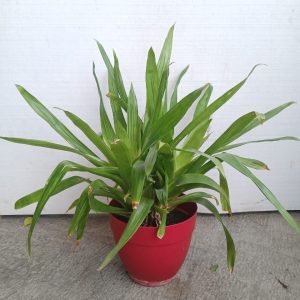 Guzmania lingulata