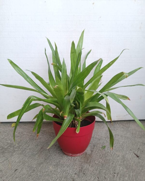 Guzmania lingulata