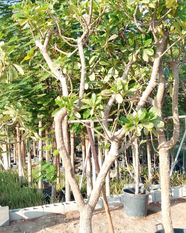 Plumeria obtusa