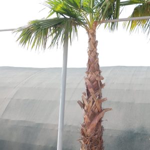 Washingtonia robusta