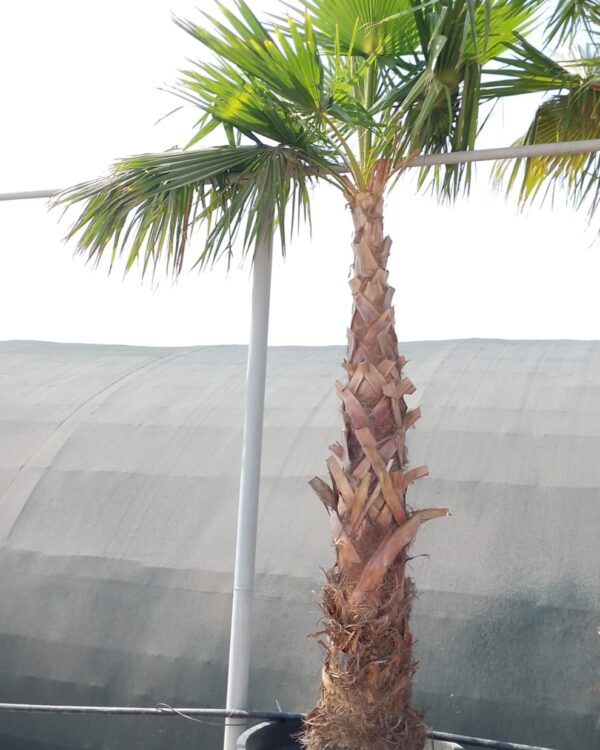 Washingtonia Robusta