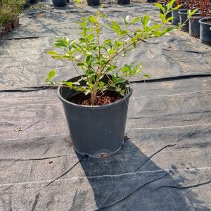 Duranta erecta