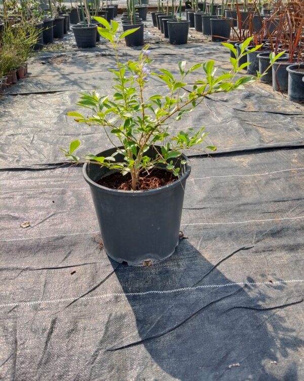 Duranta erecta