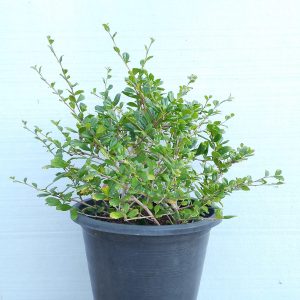 Ehretia Microphylla