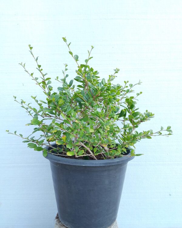 Ehretia Microphylla