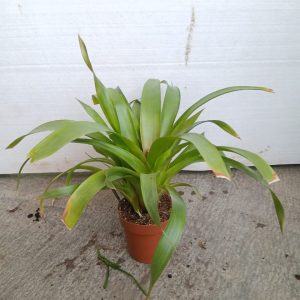 Guzmania lingulata