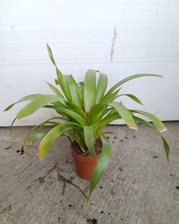 Guzmania lingulata