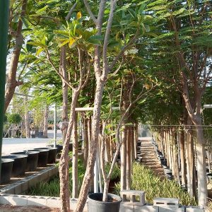 Plumeria obtusa