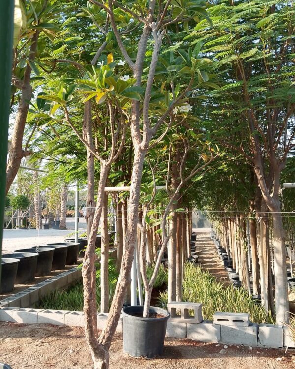 Plumeria obtusa