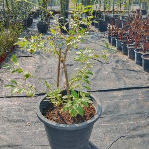 Duranta erecta